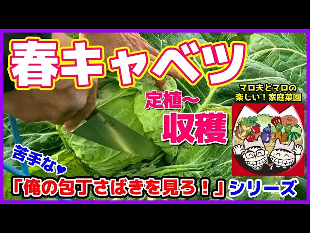 Spring Cabbage] Harvesting: Growth Changes from Planting to