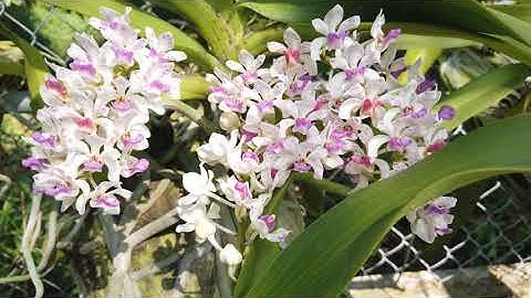 Lan Ngọc điểm rừng bóc trụ đang đua nở mùa hoa tết 2021 tại Rừng Lan 3 tháng 2