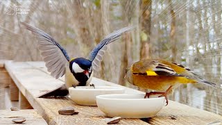 Oriental Greenfinch Stands Its Ground Against Intimidating Japanese Tit! But... 😆 by しめさん Shimesan 2,978 views 1 month ago 1 minute, 20 seconds