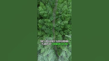 The Secret Language of Plants: Communicating Through Chemicals and Sound Waves! 🌿🔊#shorts