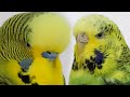 How Morning looks like with 11 Budgies? | Budgie vLog
