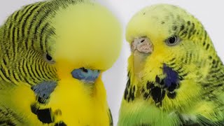 How Morning looks like with 11 Budgies? | Budgie vLog