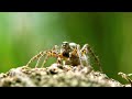 Spider Wasp Behavior and Diet