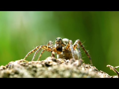 Wideo: Czy szerszeń to pająk?