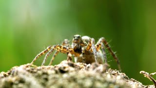 The Spider Wasp’s Home is a Little Shop of Horrors