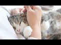 耳掃除されるねこを目撃した子ねこ Kitten Miri Witnessed Maru Hana S Ear Cleaning 耳掃除されるねこを目撃した子ねこ Kitten Miri Witnessed Maru Hana S Ear Cleaning