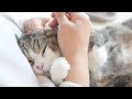 耳掃除されるねこを目撃した子ねこ。-Kitten Miri witnessed Maru&Hana's ear cleaning.-