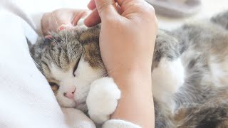 耳掃除されるねこを目撃した子ねこ。Kitten Miri witnessed Maru&Hana's ear cleaning.