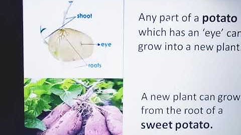 Plants: Increasing the numbers Chapter-1(Part-2) Class-V