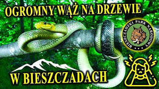 Polski "DUSICIEL" Straszy w Bieszczadach - WĄŻ ESKULAPA - Czy Można Łapać Dzikie Zwierzęta?