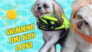 Chase and Loona Swimming together | Shih Tzu and Pomshi by Chase the Shih Tzu 2,025 views 2 years ago 4 minutes