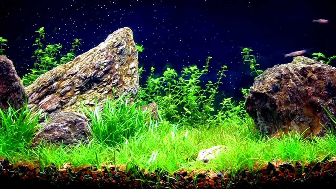 instant baby brine shrimp petco