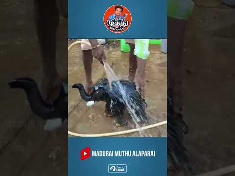 நானு பெரிய வேலைக்கு போகனுன்னு ஆசைப்பட்டேன் | Madurai Muthu Shorts | Madurai Muthu Alaparai