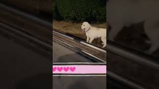 “Almost a legend… almost.” 😭 | #funny #trynottolaugh #petfails #dog