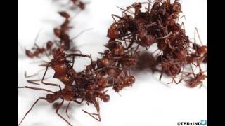 Collaborating with insects | Catherine Chalmers | TEDxIndianapolis