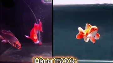 🐟 Khách Chăm 1 Tháng – Cá Chép Phi Tần Đỏ Lột Xác Ngoạn Mục!