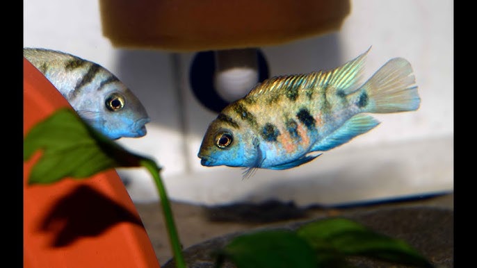 Honduran Red Point Cichlids - Humps For