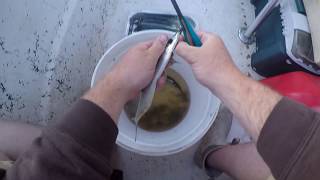 How to prep a ballyhoo