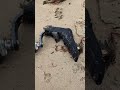Woman's prosthetic leg swept out to sea 'thrilled' its been found 10 months later