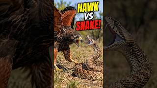 Harris’s Hawk vs Gopher Snake — The Snake Fights Back! 🐍#HarrissHawk #GopherSnake #HawkVsSnake #usa