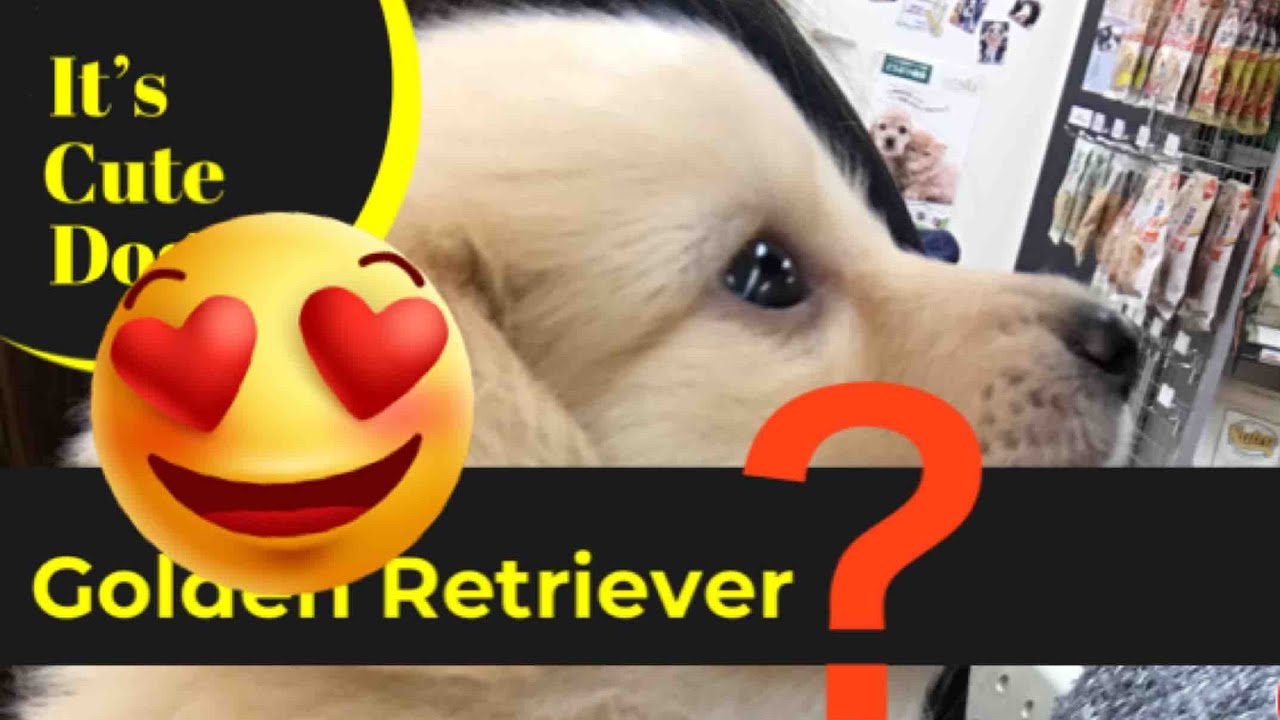 ゴールデンレトリバーのようなミックス犬の赤ちゃん Youtube