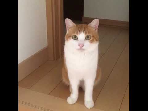 階段を降りる 背中にハートがある猫 Youtube 階段を降りる 背中にハートがある猫 Youtube