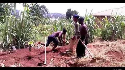 EKOMERA NTAANA/ CANAL CHARLES MUTABANI WA KAFEERO kadongo kamu +256708490314