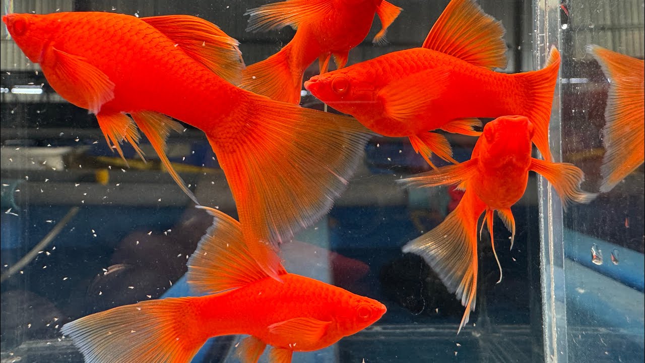 Combo siêu rẻ các dòng cá Molly - Guppy - Huyết Kiếm cho ae chơi tết part 1