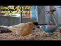 BERAGAM JENIS BURUNG DALAM SATU Kandang aviary minimalis Parkit Kenari Manyar Gereja Emprit Gelatik