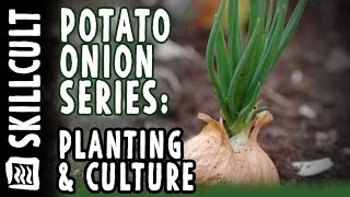 Potato Onion Series Part 2 Planting and Culture