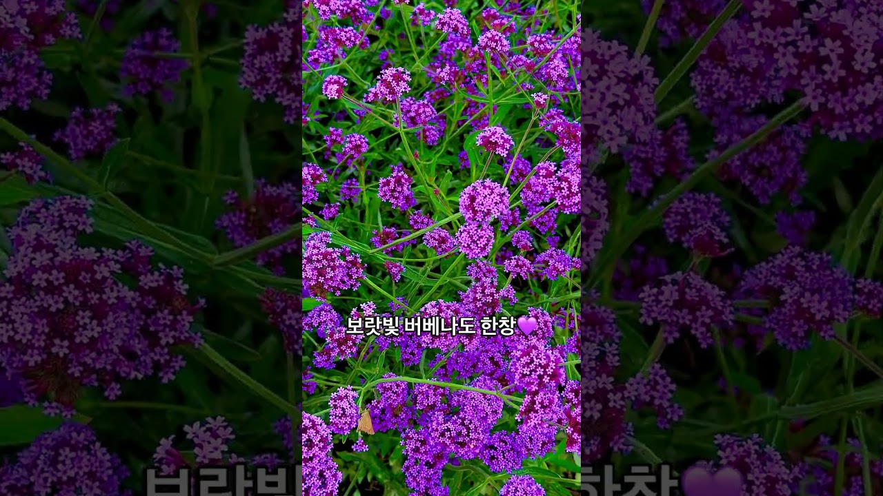 부산 가을 꽃 구경 대저생태공원 #부산여행 #가을꽃 #대저생태공원 #팜파스 #버베나 #핑크뮬리
