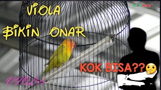 VIOLA bikin onar!!!!! | kok bisa???