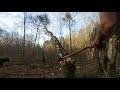 COPPICING 2020!:LAMACA WORK AXE!! hung up trees
