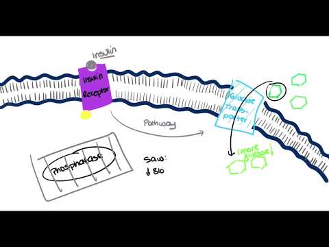 Videó: Egy új Monoklonális Antitest Kimutatja A Protein Tyrosine Foszfatáz Receptor γ Típusú Csökkent Szabályozását Krónikus Mieloid Leukémiás Betegekben