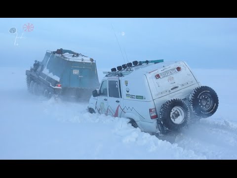 Video: Koje životinje žive U Tundri