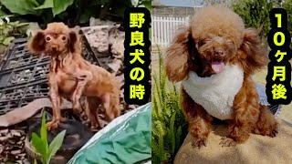 ゴミ捨て場の野良犬から家族のプリンセスへ：桜ちゃんの10ヶ月の旅