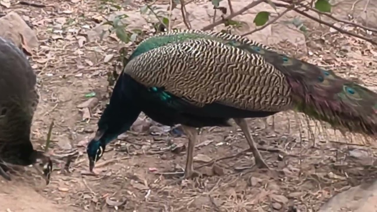 🇮🇳🦚Today the peacock and peahen are enjoying together