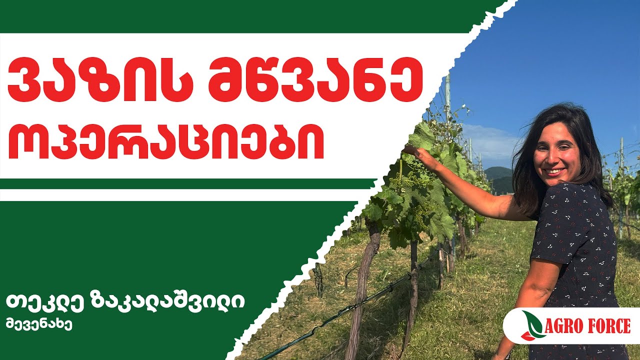ვაზის მწვანე ოპერაციები – რატომ არის ეს პროცესი აუცილებელი ხარისხიანი მოსავლისთვის? #აგროსკოლა