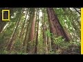 Experience the Magic of Redwood National Park | Short Film Showcase