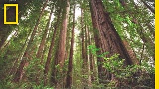 Travel to northern california's stunning redwood national park and see
some of the tallest trees in world. production company more than just
parks showca...