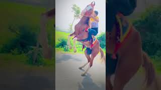 Rarthu Rajjadi || Horse  Jump Video || New Viral Video || #Viral #Short #Trending #Trend