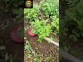 “Kisanon ke liye Zabardast Machine 🚜 | Modern Farming Technology” #gardeningtips #gardening