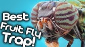 How to Get Rid of Fruit Flies - Fruit Fly Trap - YouTube