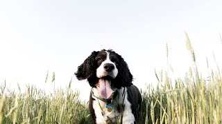 The Incredible Benefits of Having an English Springer Spaniel as an Assistance Dog