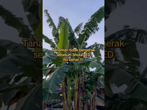 🥹Tenyata Tanaman atau pohon pohon sebelum Sholat Idul Fitri tidak bergerak (Diam) #idulfitri