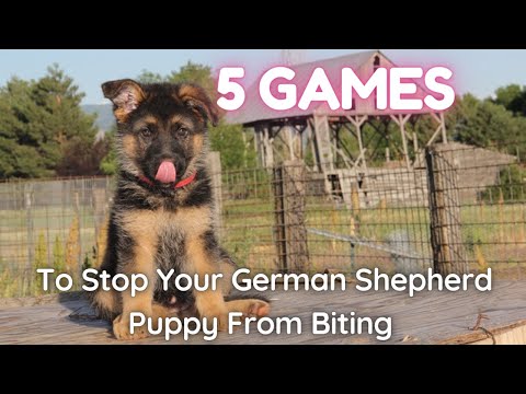 วีดีโอ: เกมการยับยั้ง German Shepherd Puppy Bite