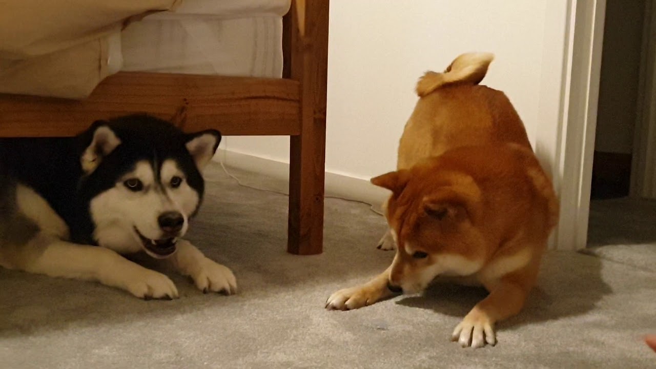 Shiba Inu Dog Fight, Shiba vs Owner, annoyed Husky