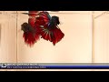 Betta Splendens Macho Over Half Moon