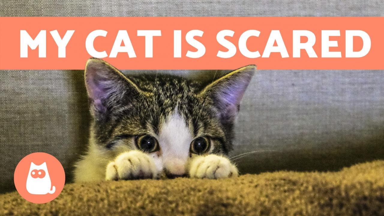 Scare Your Cat