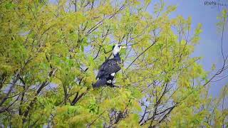 Majestic Moments: Great Cormorant Resting on a Tree Branch